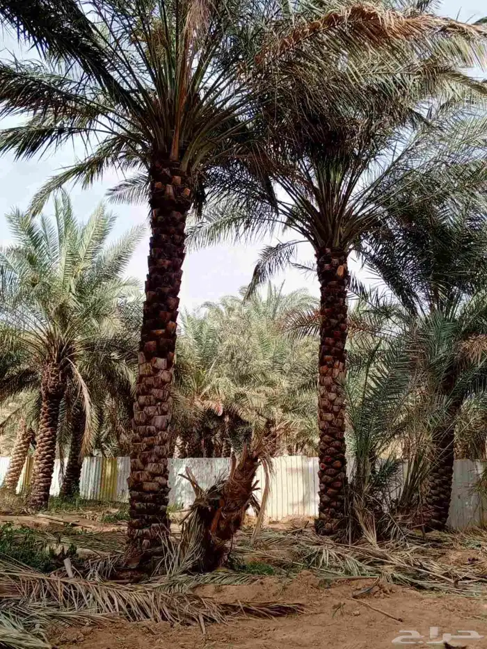 قشع واركز جميع انواع النخيل والأشجار 5