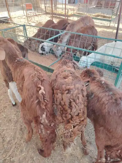 برابر وتيوس صوماليه وسواكن حمرى جذع قعدان صوماليه 0