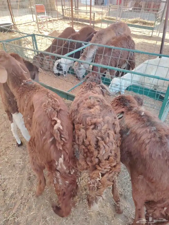 برابر وتيوس صوماليه وسواكن حمرى جذع قعدان صوماليه 0