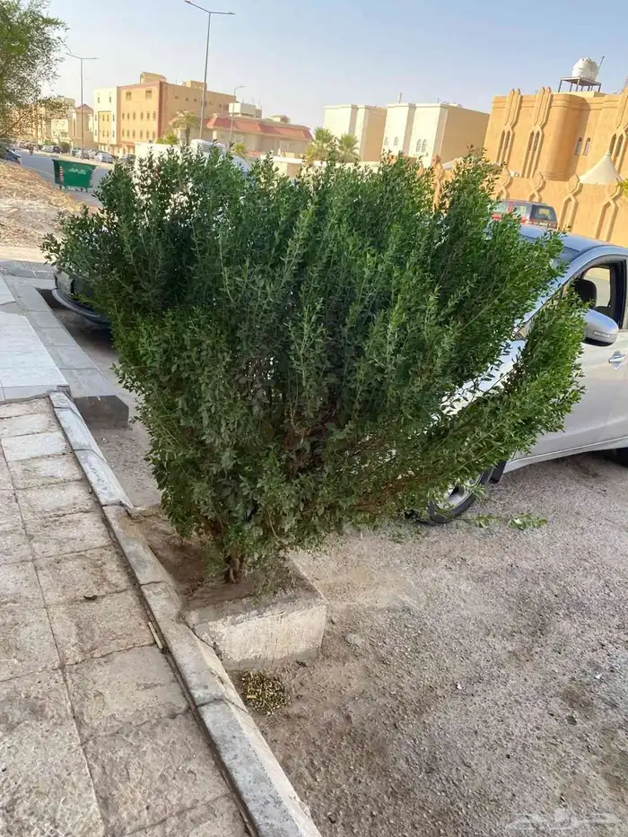 مشتل تنسيق حدائق 1