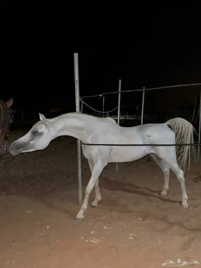 حصان شعبي شيخ 2