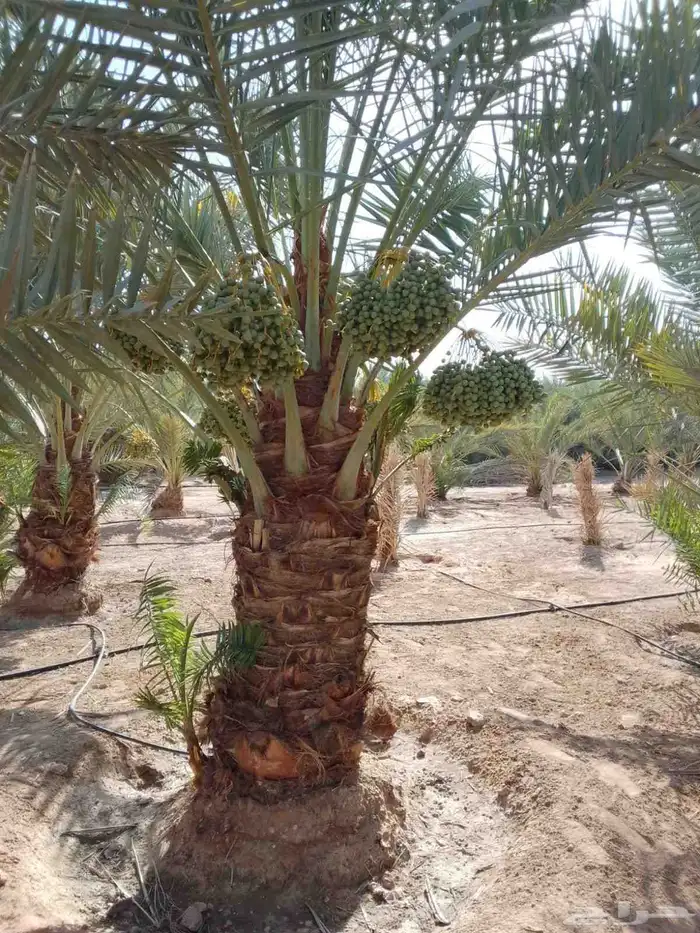 نحن نقوم بتركيب الشبوك والنخل 1
