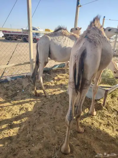 برابر وتيوس صوماليه وسواكن حمرى جذع قعدان صوماليه 2
