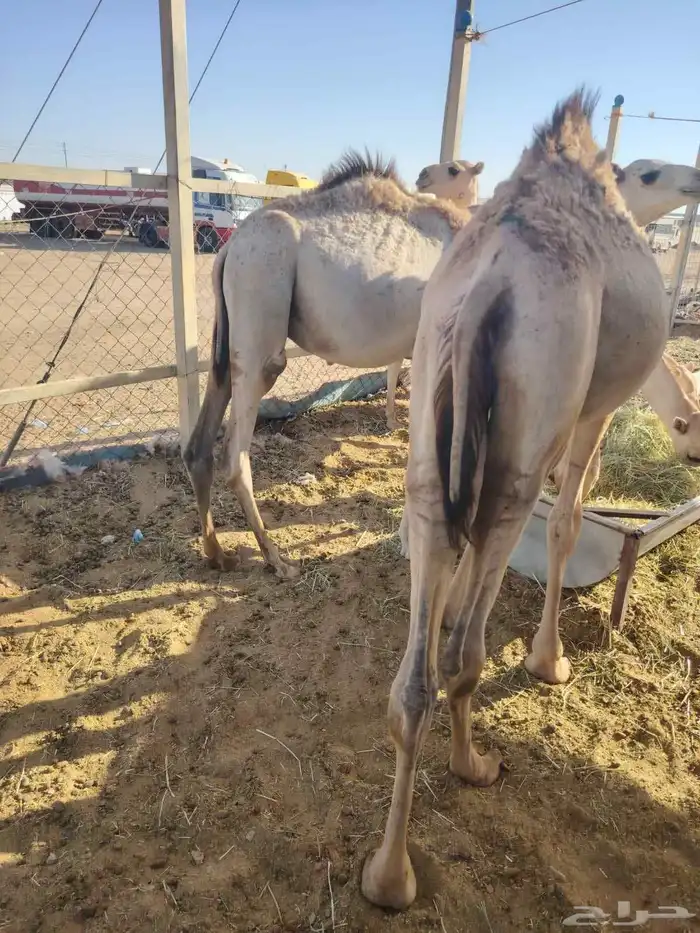 برابر وتيوس صوماليه وسواكن حمرى جذع قعدان صوماليه 2