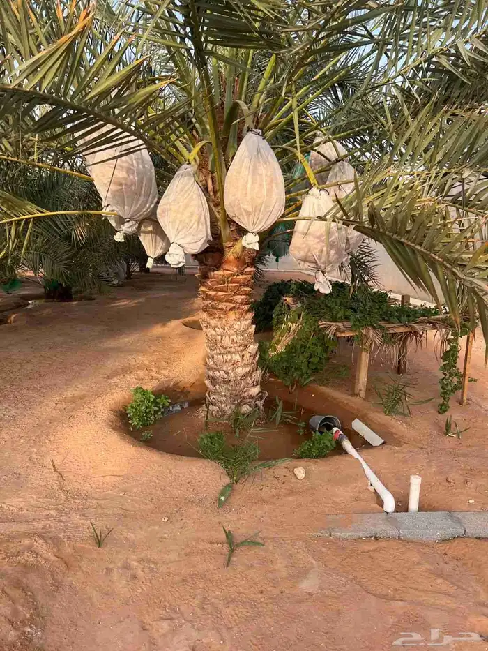 قشع واركز جميع انواع النخيل والأشجار 1