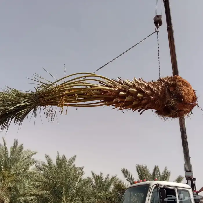 يوجد لدينا جميع انواع النخيل المثمر وزينه 4