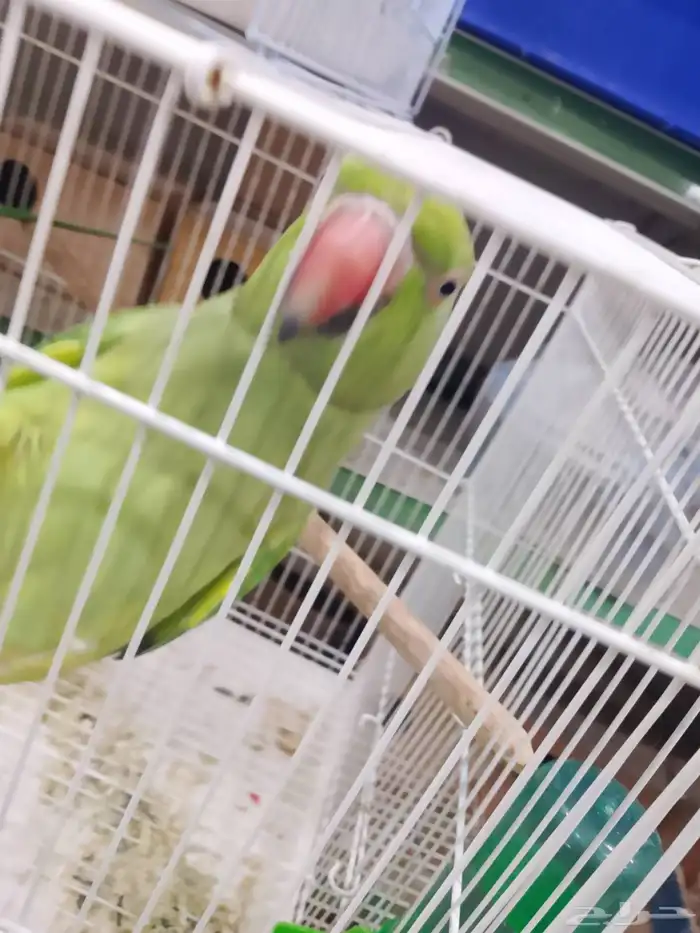 جوز دره هندي 1