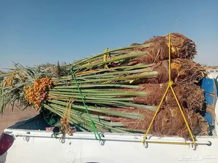 يوجد لدينا جميع انواع النخيل المثمر وزينه 0