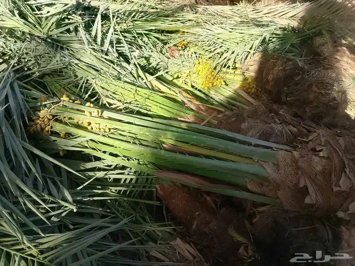 نخل مثمر 2