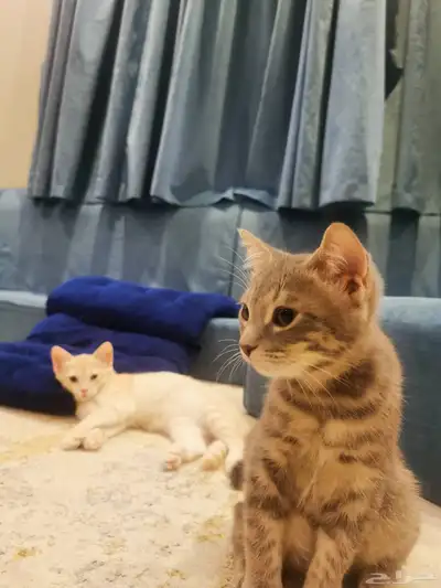 قطط 1