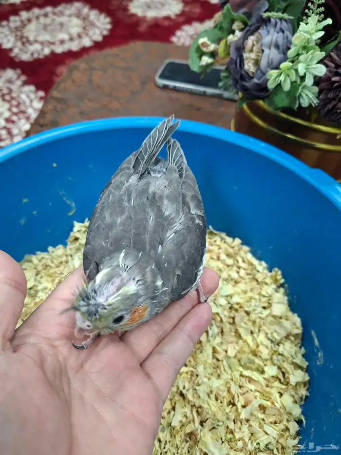 فروخ كروان للبيع( تم البيع ) 3