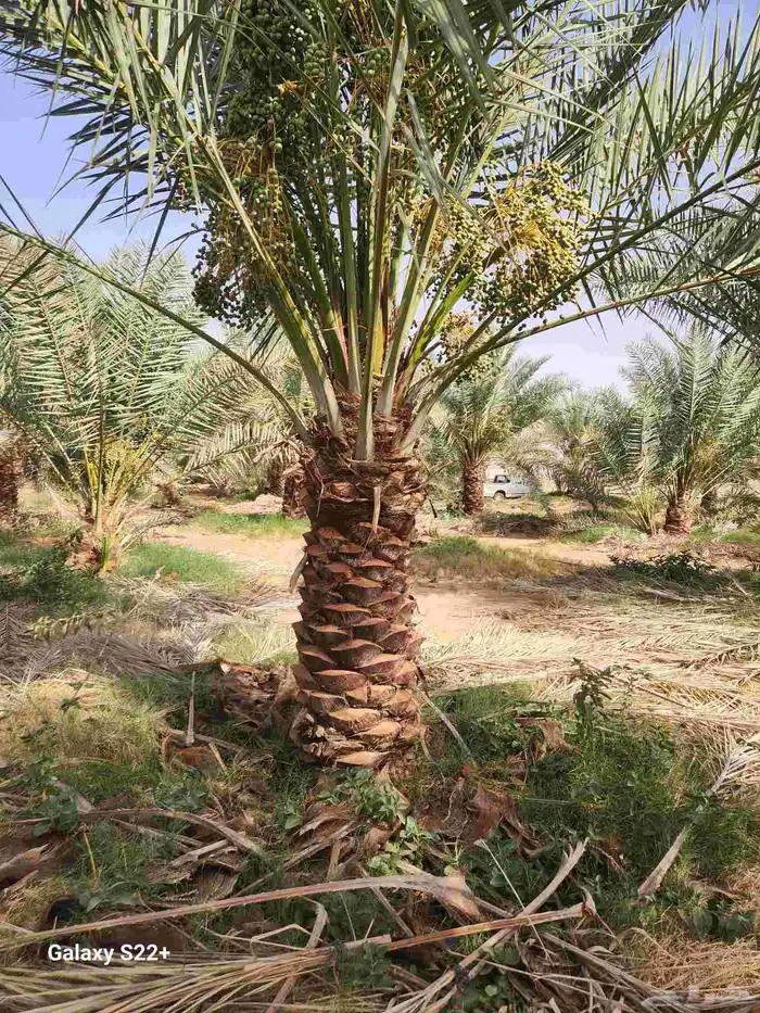 يتوفر لدينا جميع أنواع النخيل المثمره 1