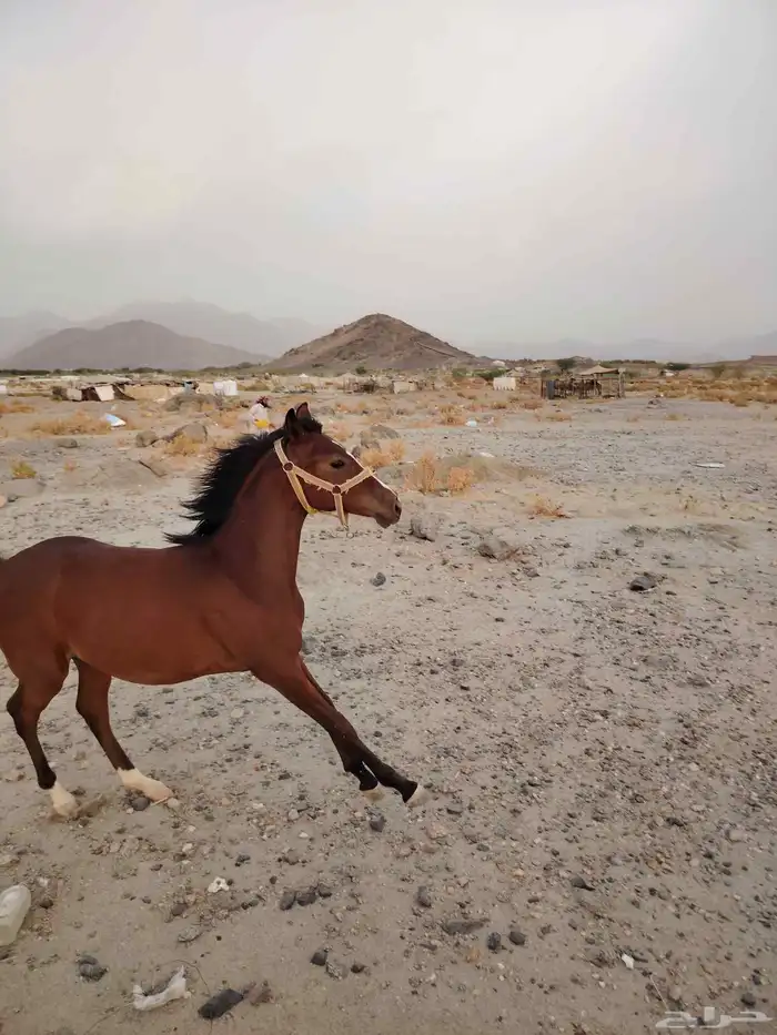 مهر شعبي عمره سنة 2
