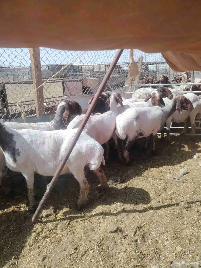 حلاق غنم مكينه جزاز صوف غنم مكينه خبره أكثر من عشر أعوام 0