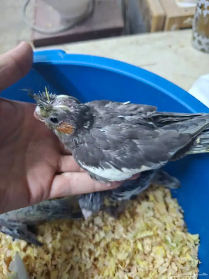 فروخ كروان للبيع( تم البيع ) 5