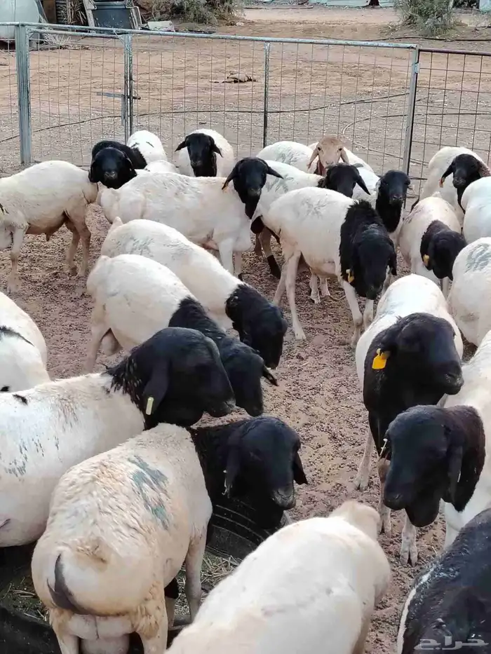 للبيع غنم برابر مرابي طيبه السعر 690 الذبح والتوصيل مجاني 3