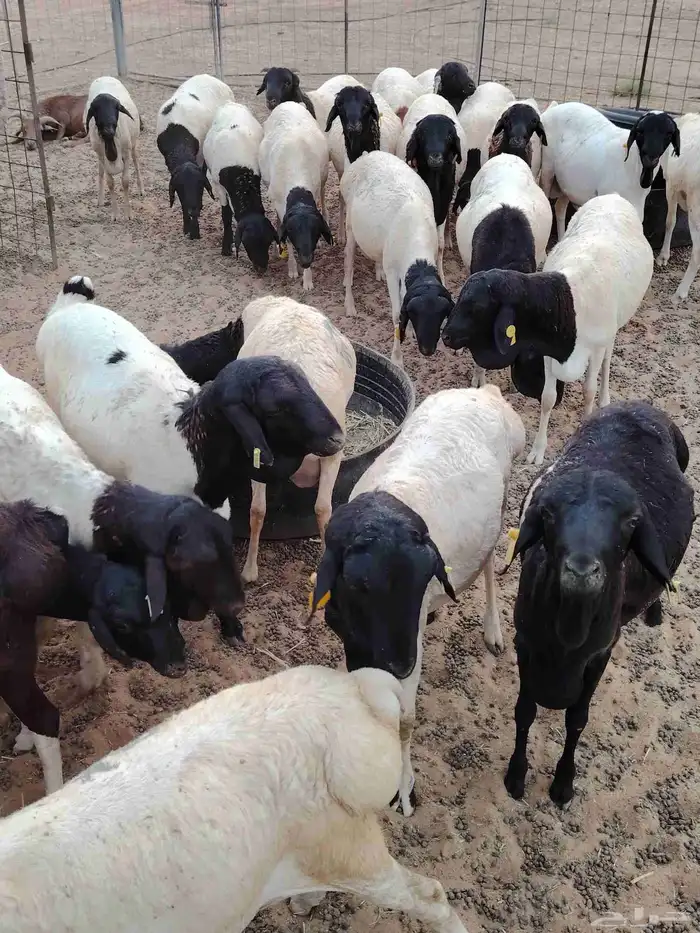 للبيع غنم برابر مرابي طيبه السعر 690 الذبح والتوصيل مجاني 1