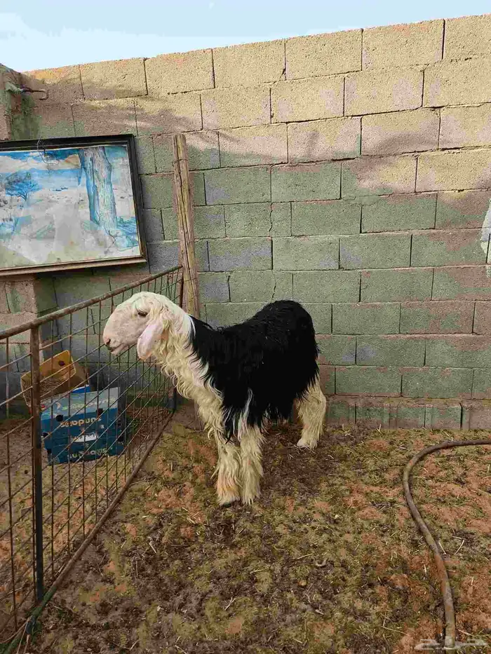شاه نجديه 3