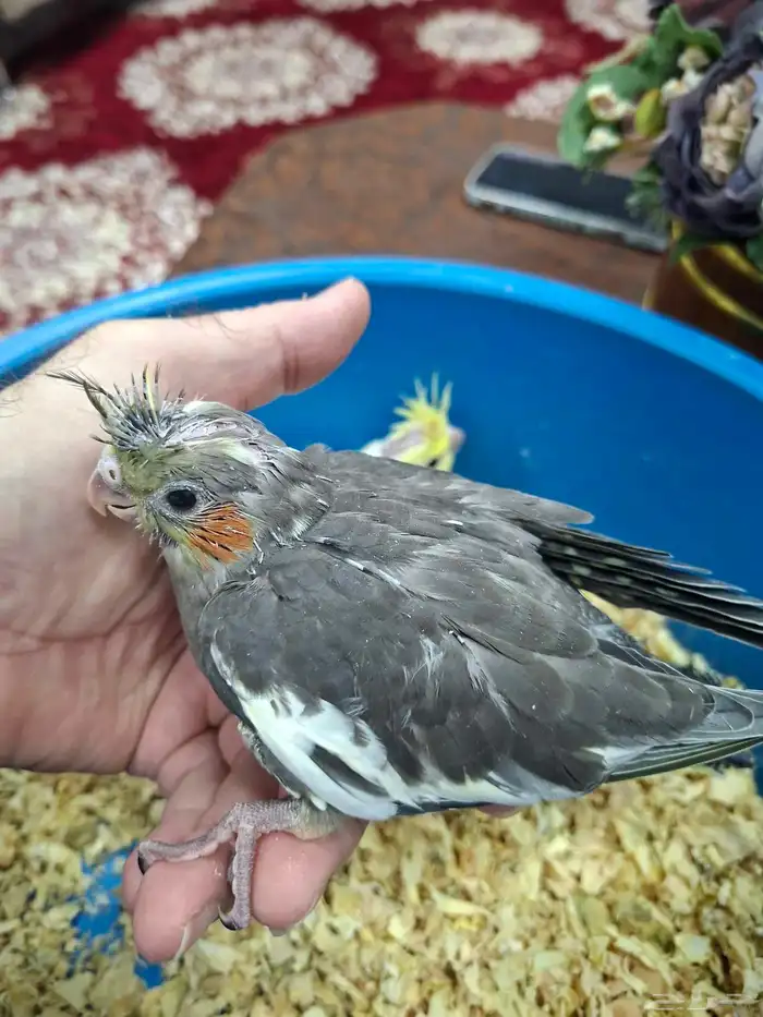 فروخ كروان للبيع( تم البيع ) 4