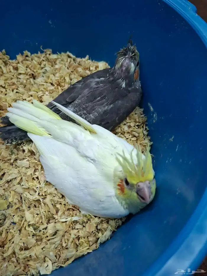 فروخ كروان للبيع( تم البيع ) 1