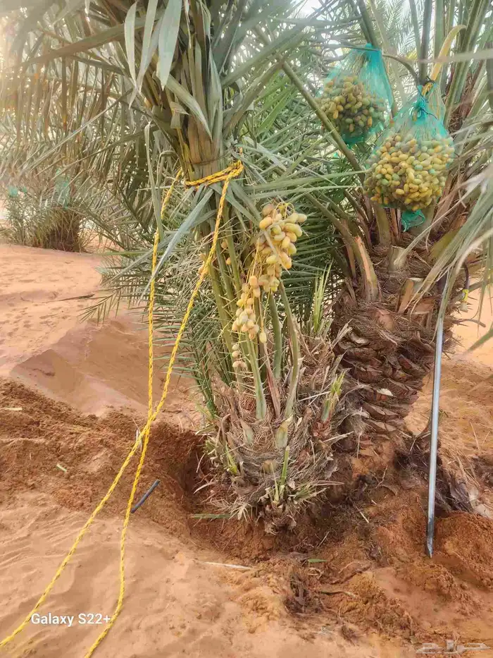 يتوفر لدينا جميع أنواع النخيل المثمره 0