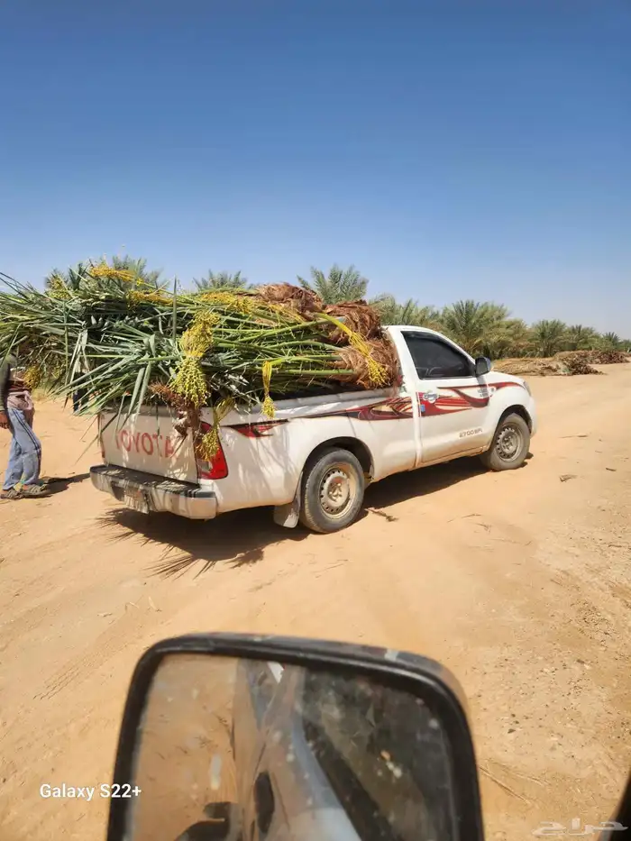 يتوفر لدينا جميع أنواع النخيل المثمره 7