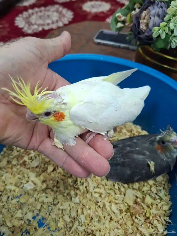 فروخ كروان للبيع( تم البيع ) 2