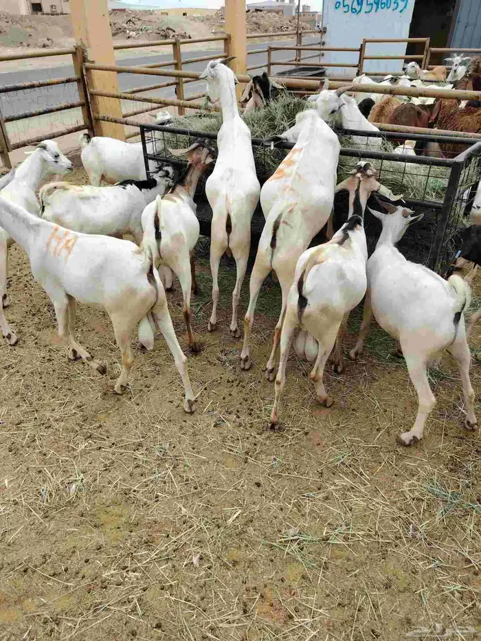 برابر وتيوس صوماليه وسواكن حمرى جذع قعدان صوماليه 3