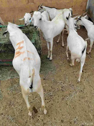 برابر وتيوس صوماليه وسواكن حمرى جذع قعدان صوماليه 5