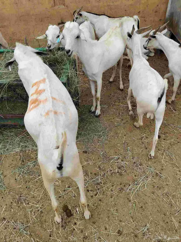 برابر وتيوس صوماليه وسواكن حمرى جذع قعدان صوماليه 5