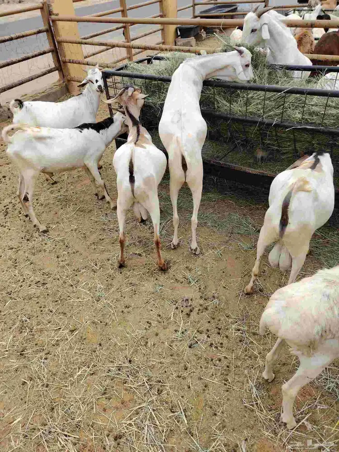 برابر وتيوس صوماليه وسواكن حمرى جذع قعدان صوماليه 4