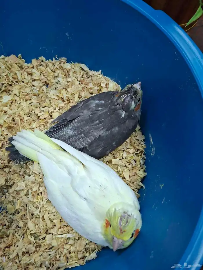 فروخ كروان للبيع( تم البيع ) 0