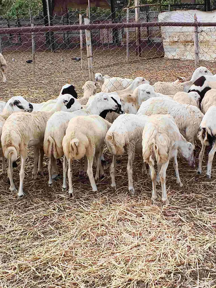 معنا جفار بلدي مزايين معنا ضان قروب مرة معنا تيس فحل بيشي 6