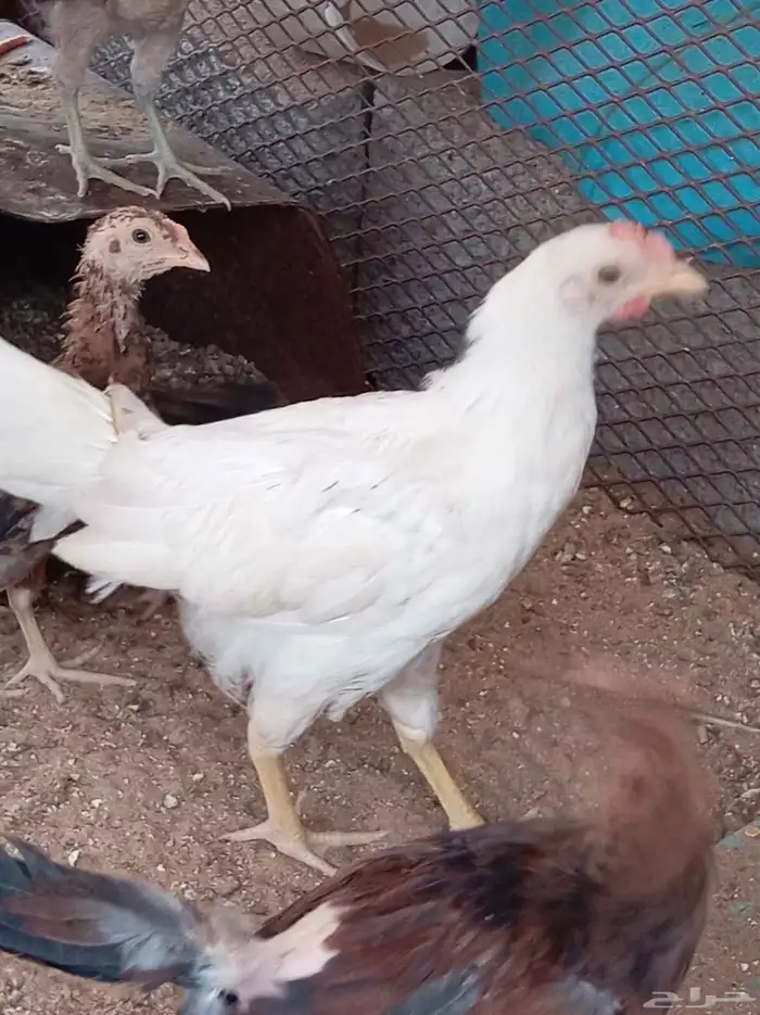 4 دجاج بيض للبيع فقط 0
