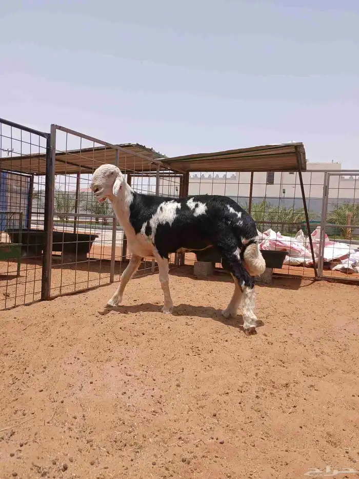 فحل نجدي صنف 0