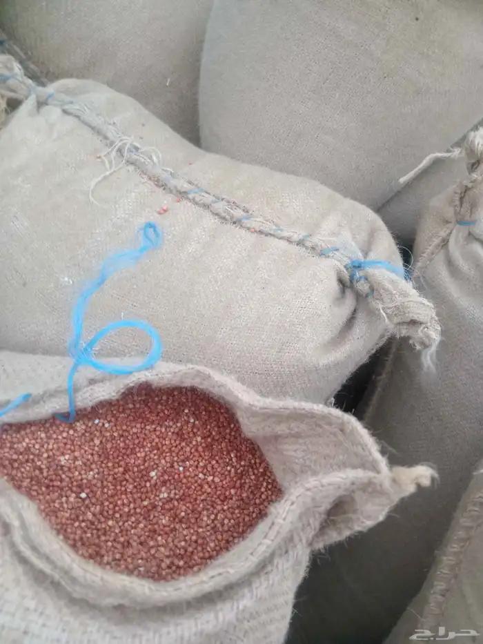 حب ذره احمر 1