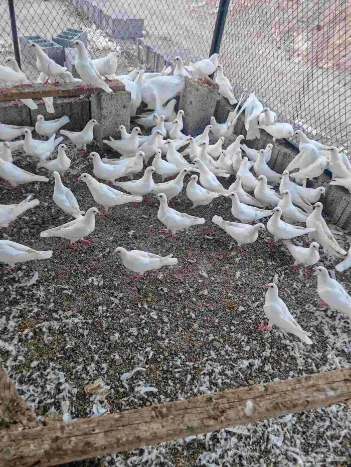 طبات حمام فرنسي 0