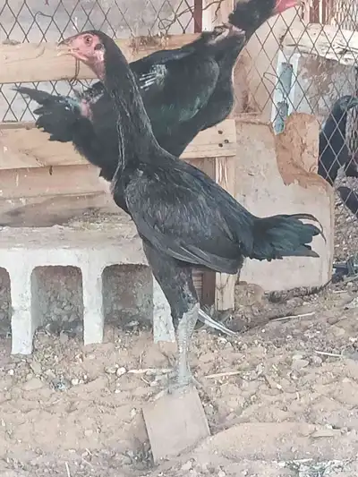 دجاج باكستاني سندي 2