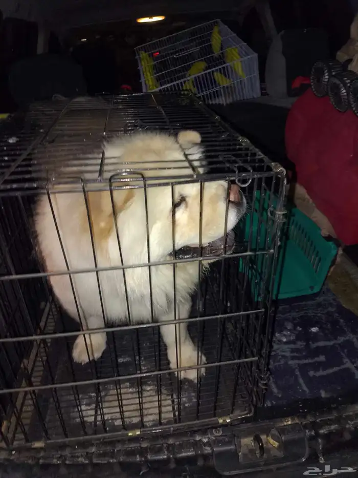 موصل طيور حيوانات اليفه أمانات 7