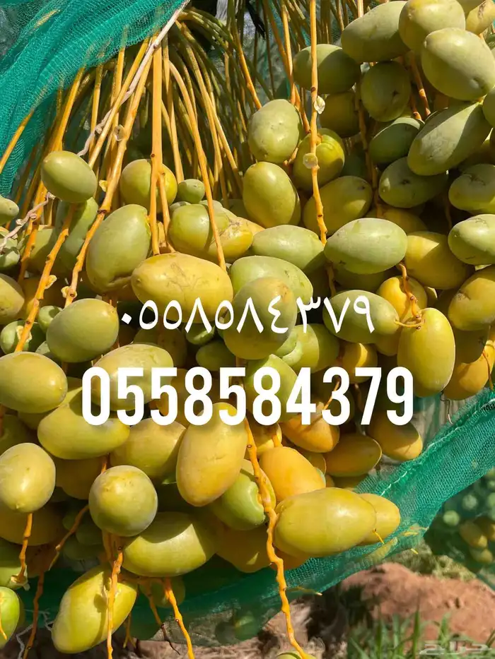 تمر خلاص فاخر للبيع تمر ماشاءالله كبير 0