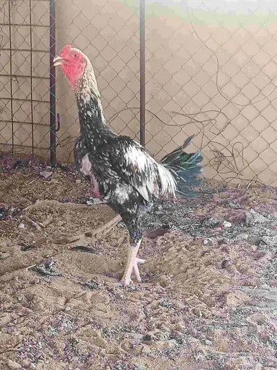 دجاج باكستاني سندي 0