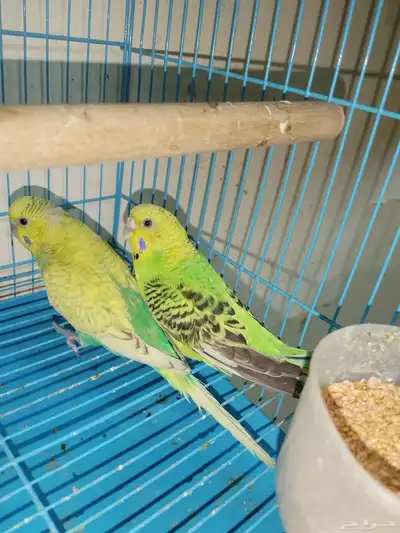 زوج حب 2