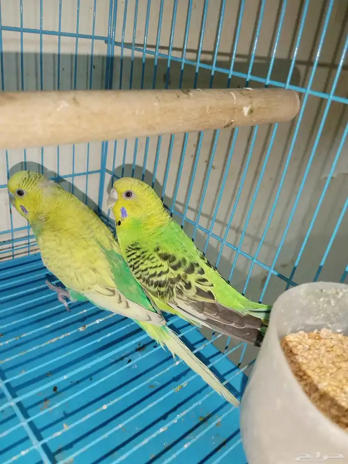 زوج حب 2