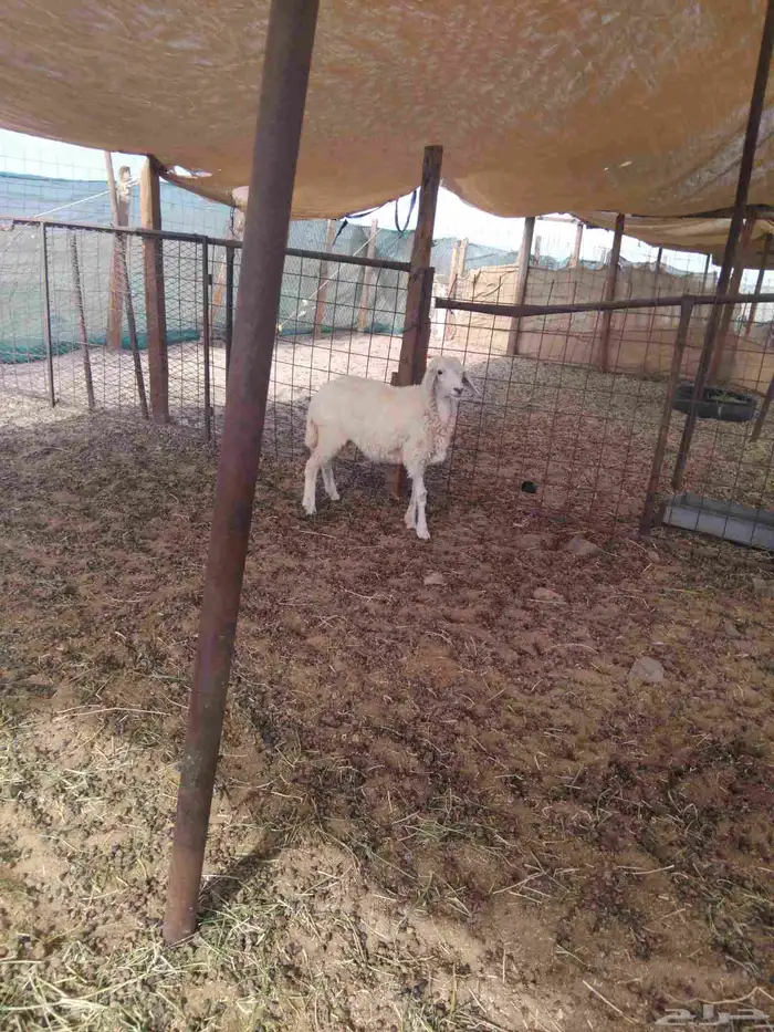 رخال حري طيبه 0