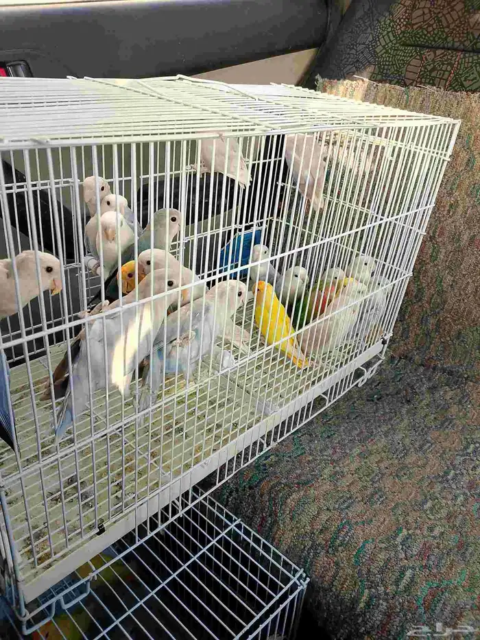 موصل طيور حيوانات اليفه أمانات 5