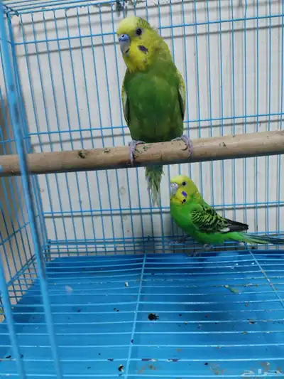 زوج حب 1