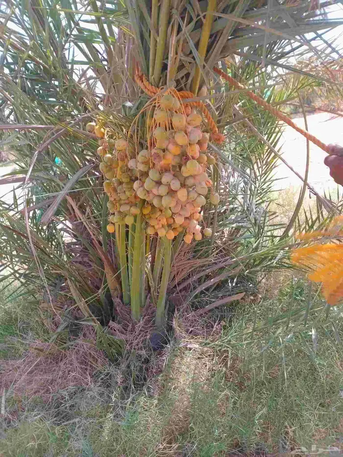 يوجد لدينا 10نخل 5