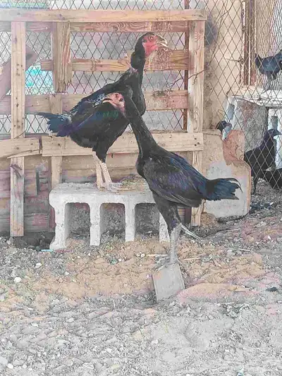 دجاج باكستاني سندي 3