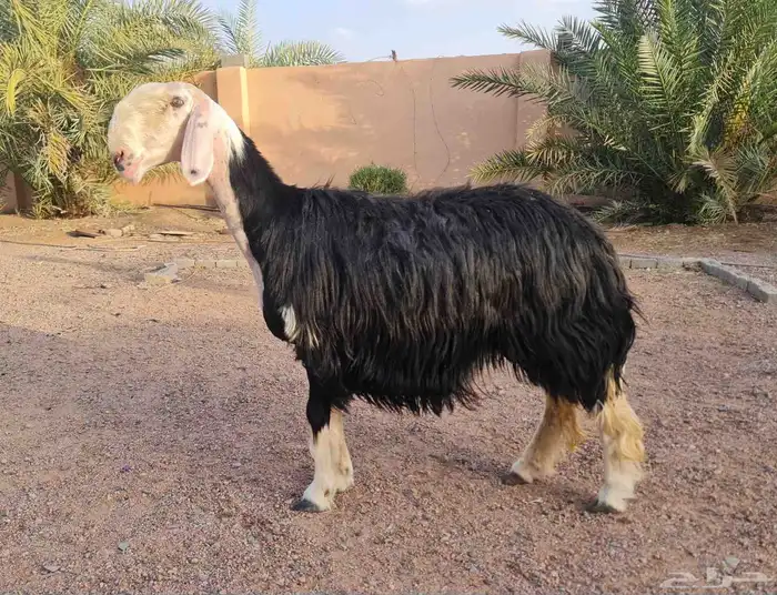شاة نجدية صنف 1