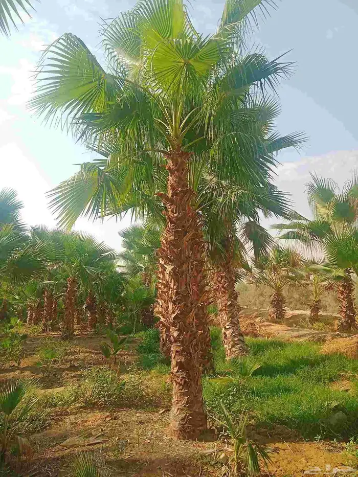 نخل واشنطن ابو مروحه درجه اولى نحيف 2
